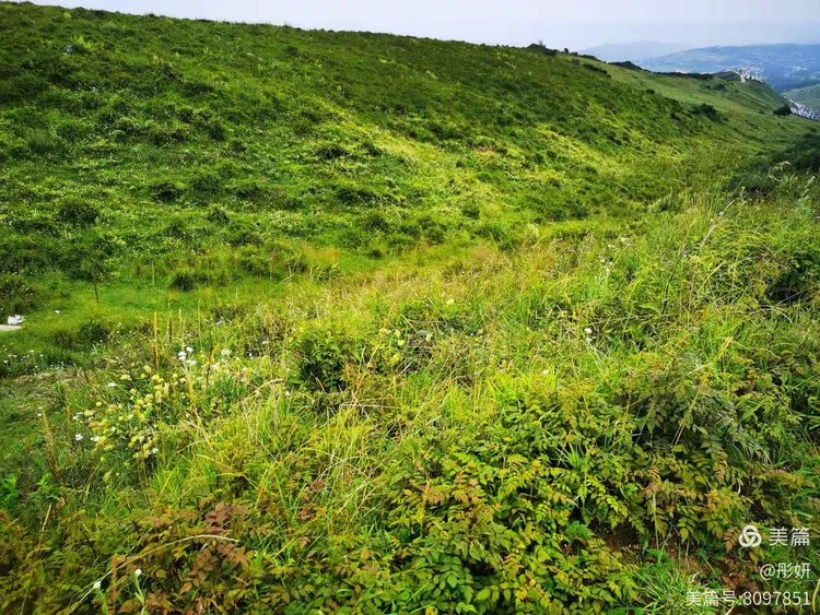 在那遥远的地方一一黄草坪